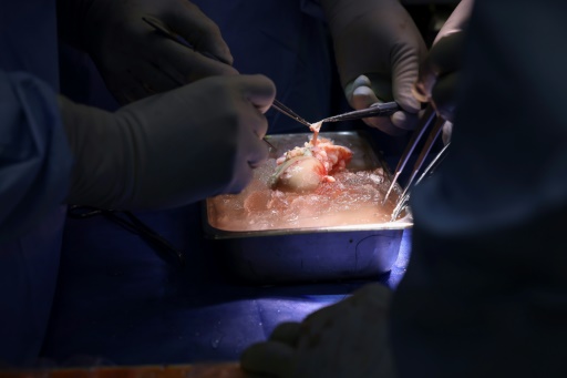 Des chirurgiens amÃ©ricains ont transplantÃ© un rein de porc sur un patient vivant, une premiÃ¨re