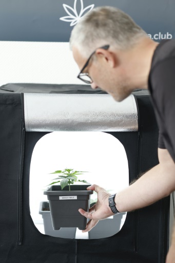 Un membre du club cannabis Cantura place un plant de cannabis dans un caisson lumineux, le 28 juin 2024 à Munich, dans le sud de l'Allemagne
