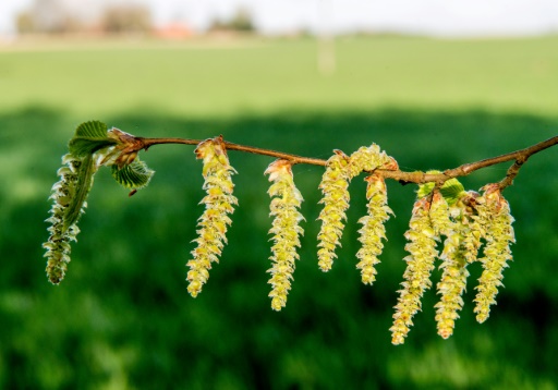 Pollen: les trois quarts du pays en alerte rouge