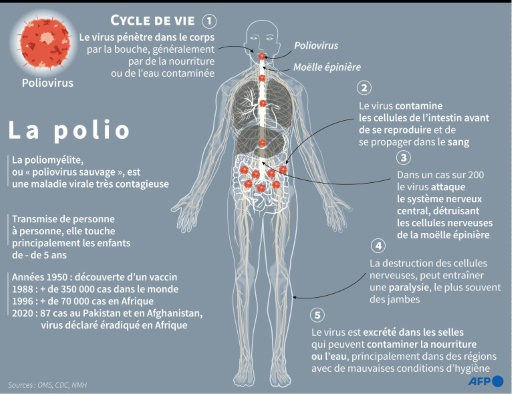Caractéristiques et cycle de vie de la polio, maladie virale très contagieuse
