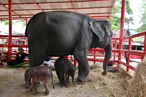 Des éléphants jumeaux nouveau-nés, au côté de leur mère Jamjuree, à Ayutthaya, en Thaïlande, le 10 juin 2024
