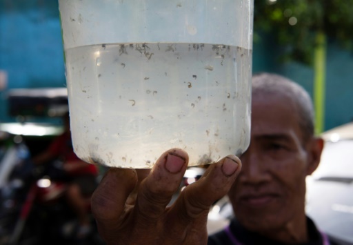 Une prime par moustique: à Manille, une initiative locale pour lutter contre l'épidémie de dengue