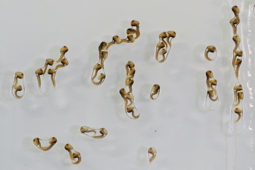 Les larves de moustiques sont séparées selon leur sexe, dans le laboratoire de Medellin du World mosquito program (WMP), en Colombie, le 4 juin 2024
