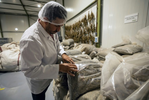 Aziz Makhlouf, fondateur de Biocannat, une usine de transformation de cannabis, inspecte du cannabis séché à Bab Berred, au sud-est de Chefchaouen, le 18 juillet 2024
