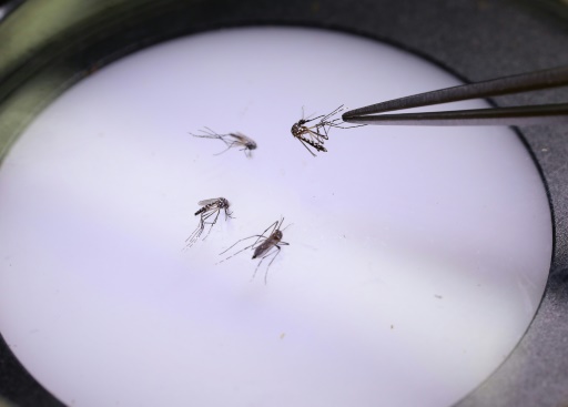 En Colombie, une usine à moustique pour lutter contre la dengue et la désinformation