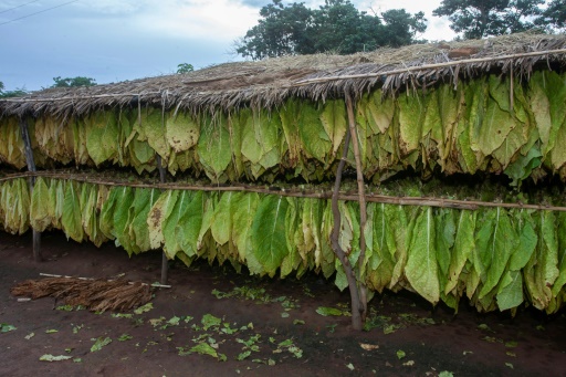 Des feuilles de tabac mises à sécher dans une plantation à Mlangali, le 8 avril 2022 au Malawi
