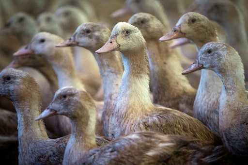 Deux vaccins expérimentés en France se sont avérés 'très efficaces' pour prémunir des canards de la grippe aviaire
