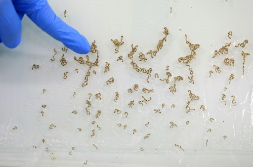 Des larves de moustiques du World Mosquito Program (WMP) flottant dans l'eau étudiées dans le laboratoire de Medellin, en Colombie, le 4 juin 2024
