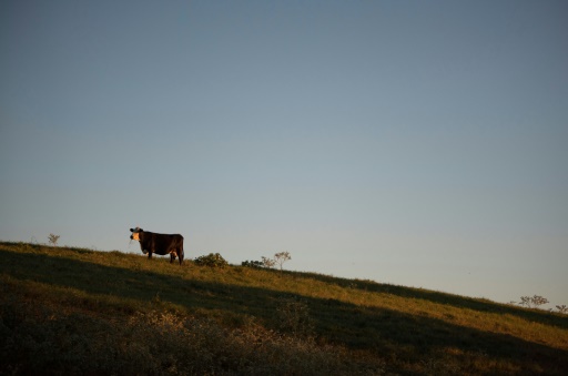 Une vache sur une colline du Texas, le 9 octobre 2021
