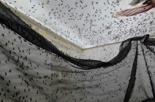 Moustiques élevés dans le cadre du World Mosquito Program (WMP), dans le laboratoire de Medellin, le 4 juin 2024
