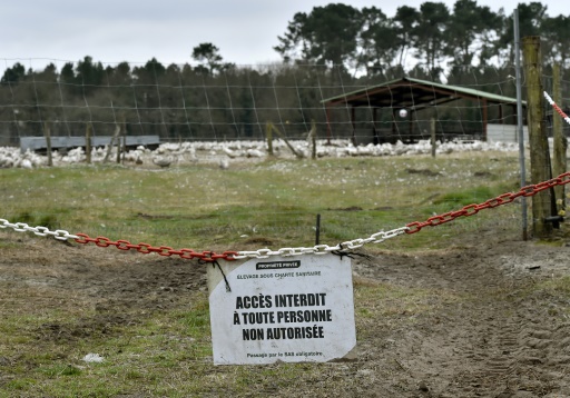 Un foyer de grippe aviaire "hautement pathogène" détecté dans un élevage dans l'Eure 