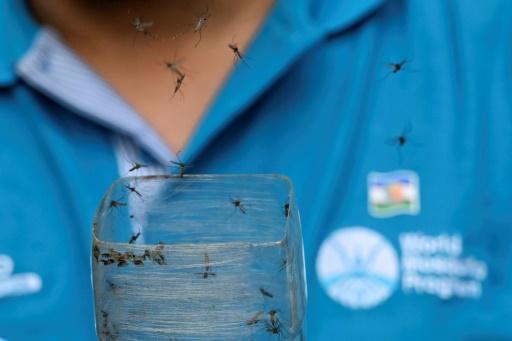 Libération dans la ville de Cali, en Colombie, de moustiques biologiquement modifiés du World Mosquito Program (WMP), le 21 juin 2024
