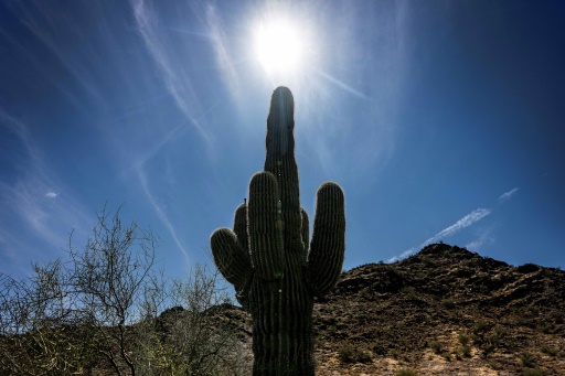 Le soleil brille au-dessus d'un cactus saguaro à Phoenix, lors d'une journée de fortes chaleurs, le 7 juin 2024 en Arizona
