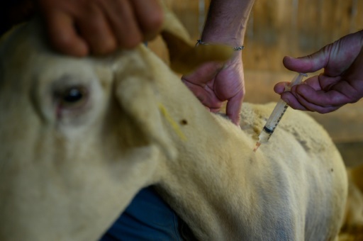 Vaccination contre la nouvelle fièvre des troupeaux: l'Etat prend en charge les frais vétérinaires