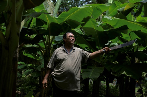 L'ancien travailleur agricole Luis Gomez, dans une plantation de bananiers, le 10 mai 2022 à Chinandega, au Nicaragua
