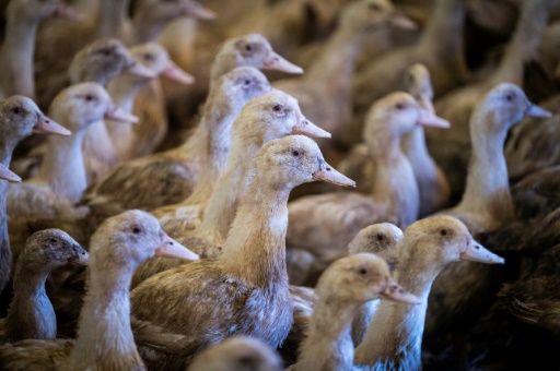 Grippe aviaire: un virus en Ã©volution rapide, avertissent des experts