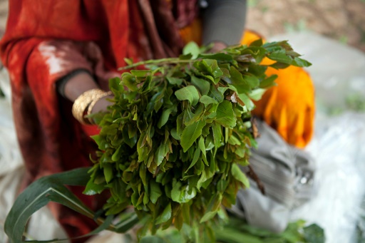 Le khat, stupéfiant à mâcher, niche d'un trafic international 