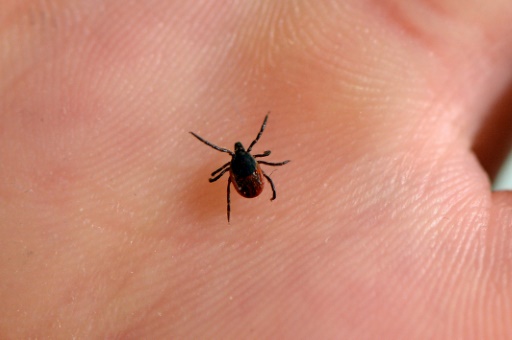 Maladie de Lyme: la controverse ressurgit avec un avis controversé de la HAS