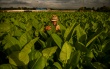 Cultivez des aliments, pas du tabac, demande l'OMS aux paysans