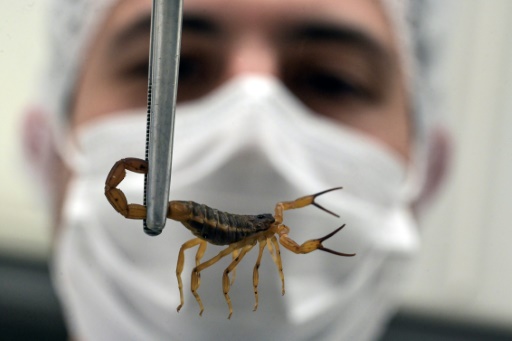 Le vétérinaire Thiago Mathias Chiariello manipule un scorpion jaune, le 2 octobre 2024 à l'Institut Butantan de Sao Paulo, au Brésil
