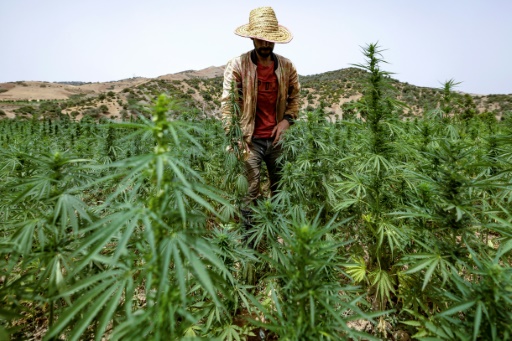 Un agriculteur vérifie les récoltes de cannabis à Mansoura, dans la région de Chefchaouen, au sud-est de Tanger, le 18 juillet 2024
