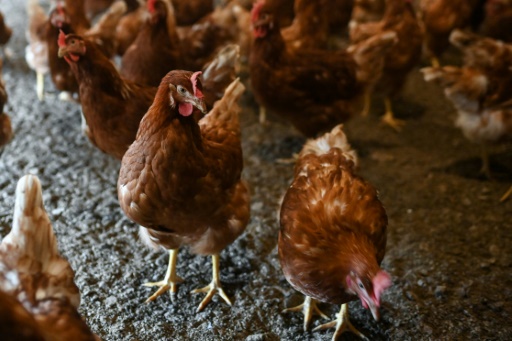 Quatre nouveaux cas humains de grippe aviaire ont été confirmés aux Etats-Unis par les autorités sanitaires
