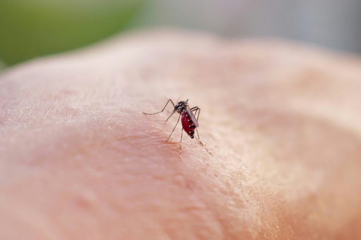 Un moustique tigre, vecteur de maladies comme la dengue ou le chikungunya, à Nice le 10 août 2023
